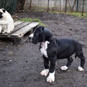 PANORAMIKS Czar Olbrzyma