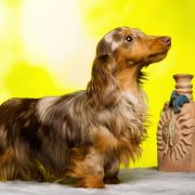 PARWATI Hokus Pokus z Perłowej 2