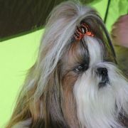 PARYS Ad Acte (FCI) 2