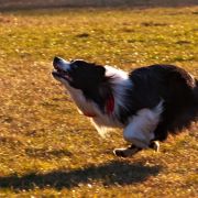 PAX Border Squad (FCI)