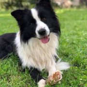 PAX Border Squad (FCI) 2