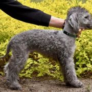 PEGASUS Diamond Lamb 2