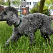 PEGASUS Diamond Lamb