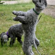 PEGASUS Diamond Lamb 3