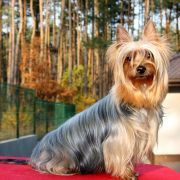 Pet Pursuit CARAMEL TOUCH