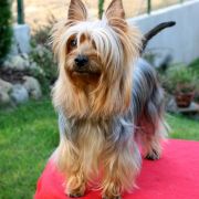 Pet Pursuit CARAMEL TOUCH 2