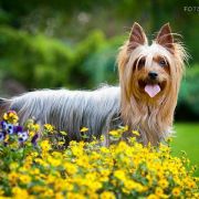 Pet Pursuit CARAMEL TOUCH 3