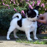 Peter’s Gang PANDA VOLPINO MINI 3