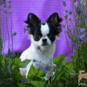 Peter’s Gang PANDA VOLPINO MINI 4