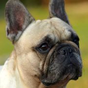 PETITE ETINCELLE Gołyski Raj