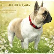 PETITE ETINCELLE Gołyski Raj 2