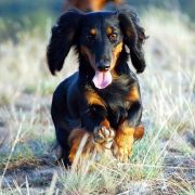 PETITE POLI Toklarama's