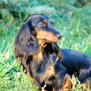 PETITE POLI Toklarama's 2