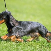 PETITE POLI Toklarama's 3