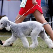 PETRUS Diamond Lamb - MONACO