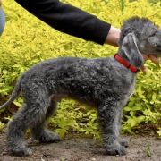 PICARO Diamond Lamb 2