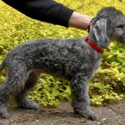 PICARO Diamond Lamb 3