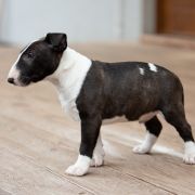 LUKSUS Paka Czworaka