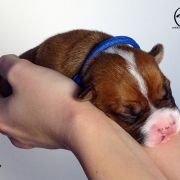 IMPRESSIVE WARRIOR Child of Love