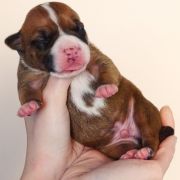 IMPRESSIVE WARRIOR Child of Love