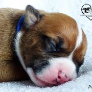 IMPRESSIVE WARRIOR Child of Love