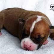 IMPRESSIVE WARRIOR Child of Love