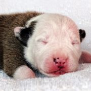 IMPERIAL STORMTROOPER Child of Love