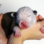 IMPERIAL STORMTROOPER Child of Love