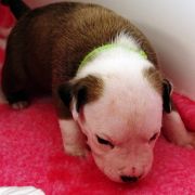 IMPERIAL STORMTROOPER Child of Love