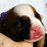 IMPORTANT MESSENGER Child of Love