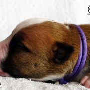 IMPORTANT MESSENGER Child of Love