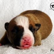 IMPORTANT MESSENGER Child of Love