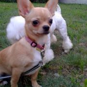 PIPILOTTA Edycja Limitowana FCI