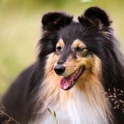 PIPPI LANGSTRUMPF Lohrien