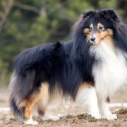 PIRATE OF THE STARS Lohrien 2