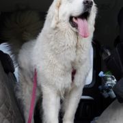 PIWONIA Aroniowa Dolina (FCI)