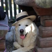 PIWONIA Aroniowa Dolina (FCI)