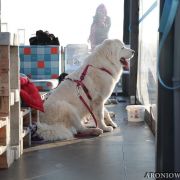 PIWONIA Aroniowa Dolina (FCI)