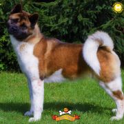 PlayTime (FCI) BEATA