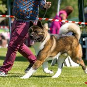 PlayTime (FCI) FRAŃCISZEK