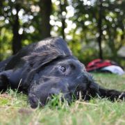 Polka Poland AMADEUSZ 2