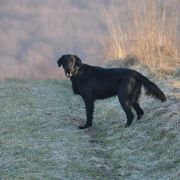 Polka Poland AMADEUSZ 3