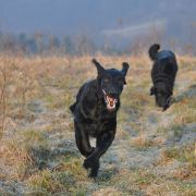 Polka Poland AMADEUSZ 4