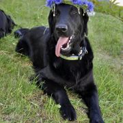 Polka Poland ANIELA 2