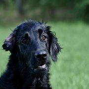 Polka Poland ANIELA 3