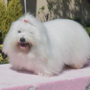 PORTER Cobegarden (FCI)