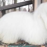 PORTER Cobegarden (FCI)