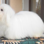 PORTER Cobegarden (FCI)