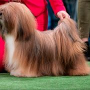 POWER OF LOVE Astarte Gold