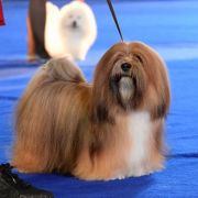 POWER OF LOVE Astarte Gold 2